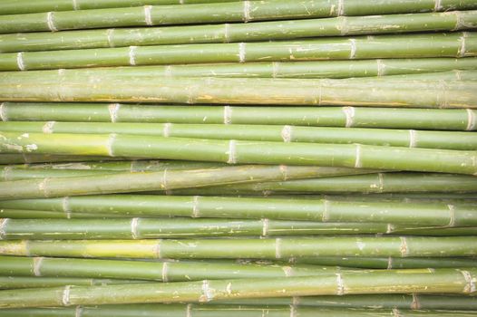 Abstract nature bamboo background.