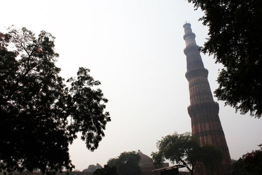 qutub minar with silhouette leaves