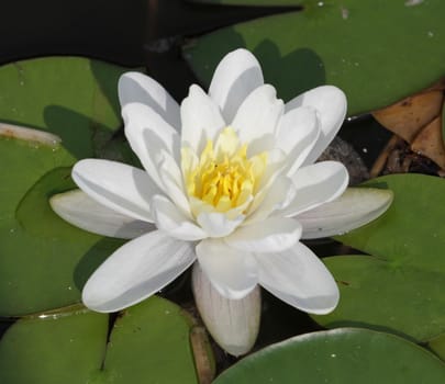 Close up on beautiful white water lily or lotus flower and leaves in a pond