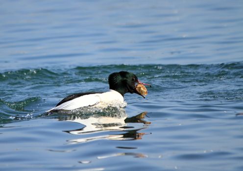 Male goosander (mergus merganser) holding a piece of bread in its beak while swimming on water lake, Geneva, Switzerland