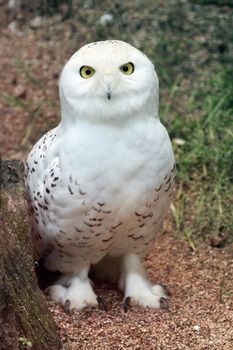 Snowy (bubo scandiacus) arctic, great white, icelandic snow owl from northern Europe standing in the ground