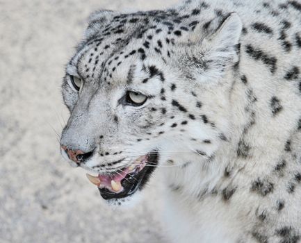 Close up of beautiful snow leopard head