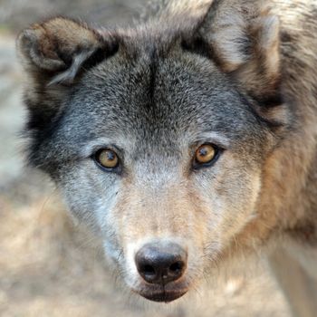 Grey wolf (canis lupus) portrait from up