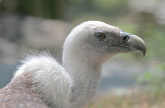 Griffon vulture (gyps fulvus) close up portrait