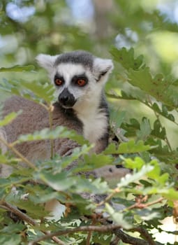 Lemur catta (maki) of Madagascar standing in a tree surrounded with green leaves