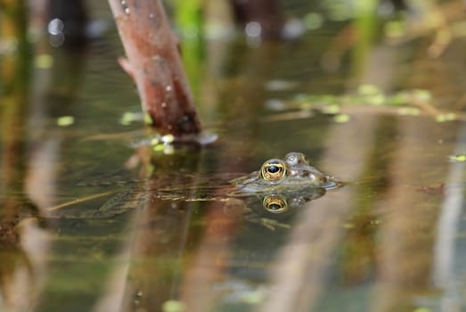 Frog swimming in a pond and letting only the eye outside