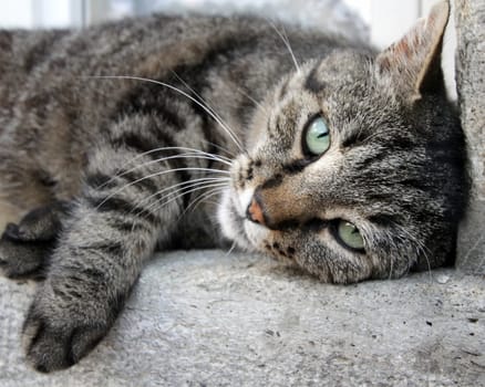 Grey cat portrait lying on edge of window