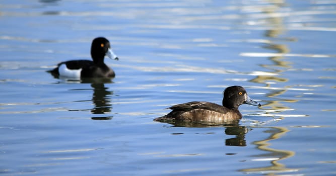 Couple of tufted Duck (Aythya fuligula) floating on water