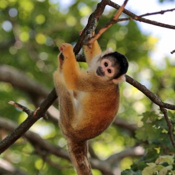 Squirrel Monkey holding at a branch (Saimiri sciureus)