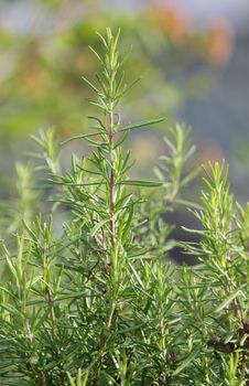 Close up of rosemary plant in the nature