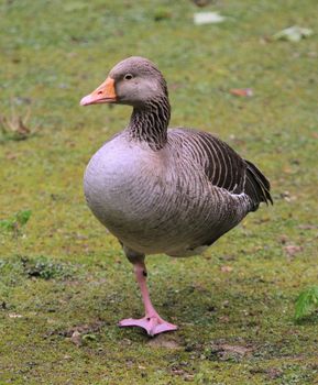 A wild goose standing upon one feet on green grass