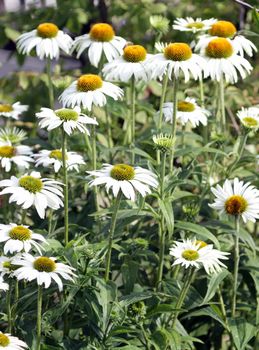 Several echinacea purpurea flowers, also known as "white swan" or coneflowers