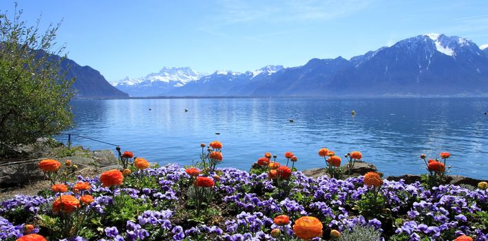 Colorful springtime flowers at Geneva lake, Montreux, Switzerland. See Alps mountains in the background.