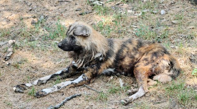 The nearly extinct, highly endangered, africanwild dog lycaon pictus lying on ground resting