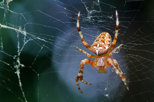 Spider sitting on web macro shot