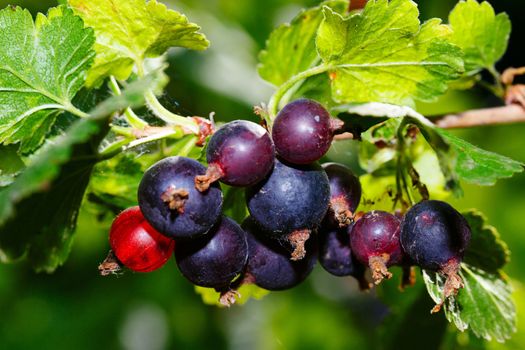 Black currant in the garden close-up shot