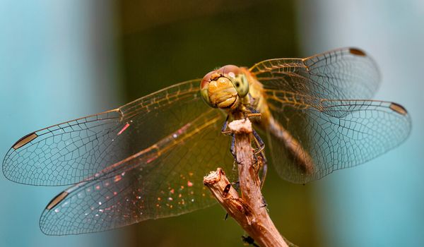 Dragonfly sitting on a branch close-up shot