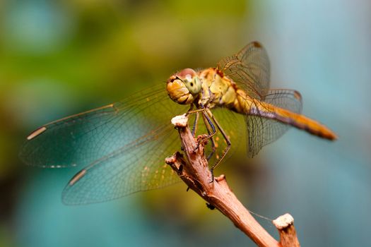 Dragonfly sitting on a branch close-up shot
