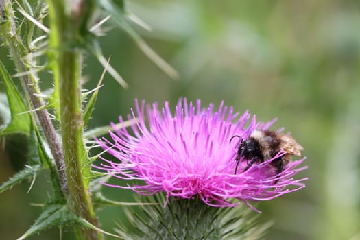 Bee on a Thistle flower