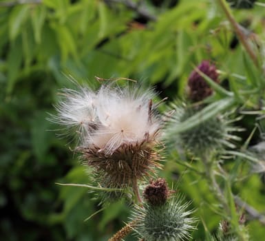 thistle seeds