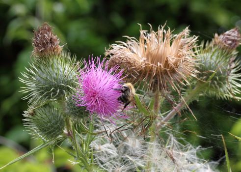 Bee on a thistle flower