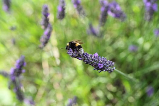 Bee on a lavender flower