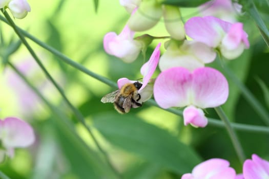 Everlasting sweet pea and bee