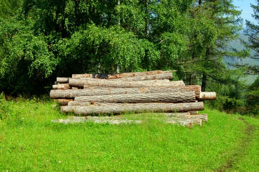 Freshly cut tree logs piled up.Stocking up wood