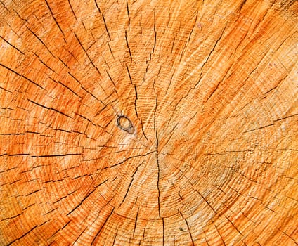 Texture tree larch on white background is insulated