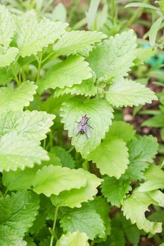 Lemon balm (Melissa officinalis) is a perennial herb in the mint family Lamiaceae, native to center-southern Europe and the Mediterranean region.