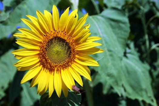 Sunflower on a sunny day