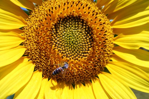 Sunflower and a bee