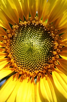 Closeup of a sunflower