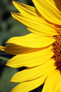 Closeup of sunflower petals