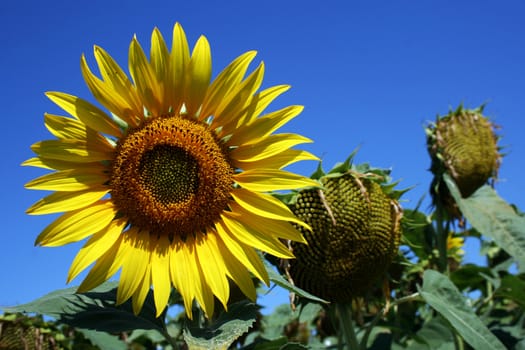 Sunflower on a sunny day