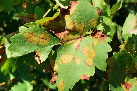 Grape leaf disease