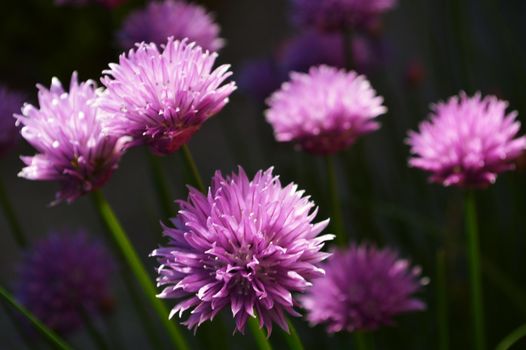 Close-up image of the purple Chive flower.