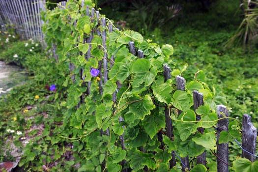 Ivy leaves growing out of a wooden garden fence
