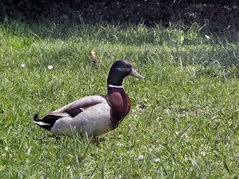 Mallard drake, duck, waterfowl, pond, green, lake.  