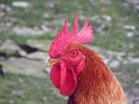 Red rooster.  fowl, feathers, nature, feather, rural,