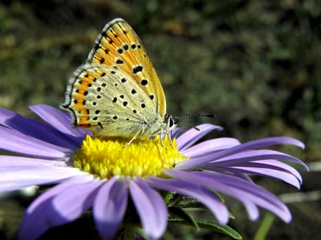 Butterfly on a aster.   summer, flower, insect, green