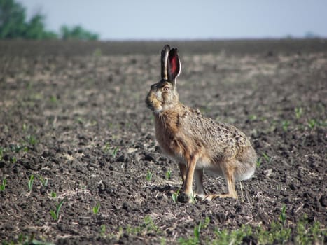 Rabbit  hare.  animal,mammal,pet,