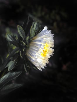 White daisy, aste, petals, botanical, green, garden,