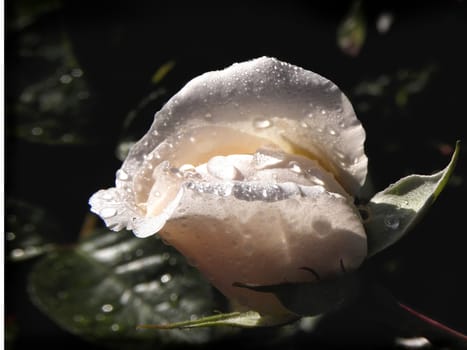 Dewy rose.  background, natural, fresh, leaf, sun, beautiful,