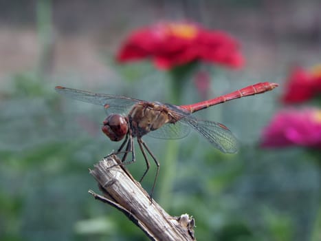 Dragonfly resting.  insect, nature, macro, wildlife, green, animal,