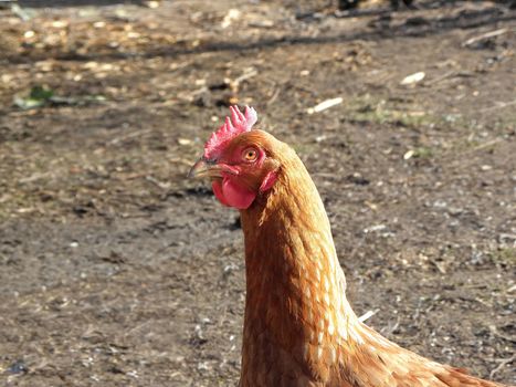 The hen around the house.  farm, animal,