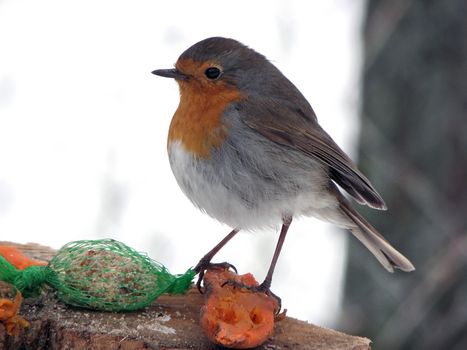 Robin feeding birds in winter. animal,  snow