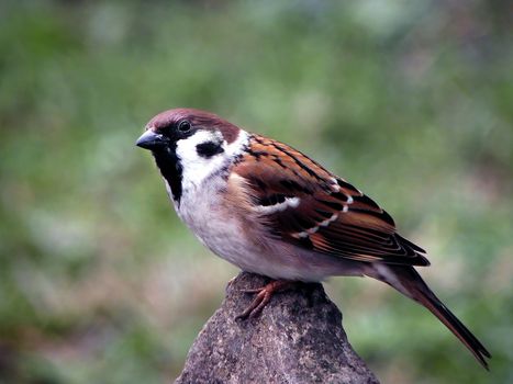 Just one sparrow on the rock. nature, animal,
