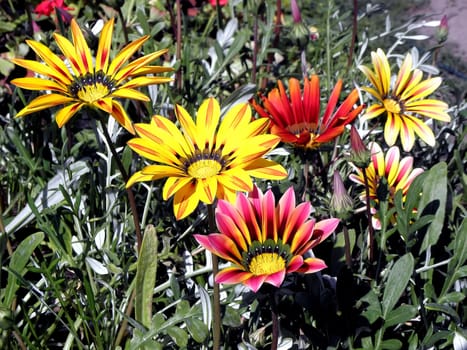 Colorful gazania.  decorative, petals, petal, round, fragrant,