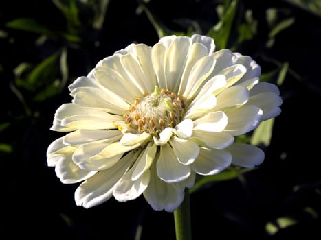 Zinnia flowers, beautiful flowers. Zinnia elegans, zinnia, nature,